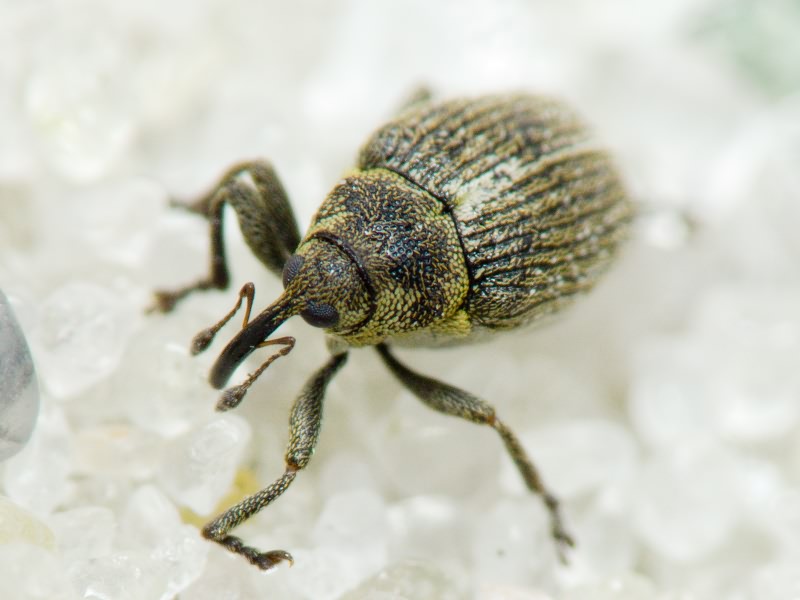 Ceutorhynchus typhae (Herbst, 1795)